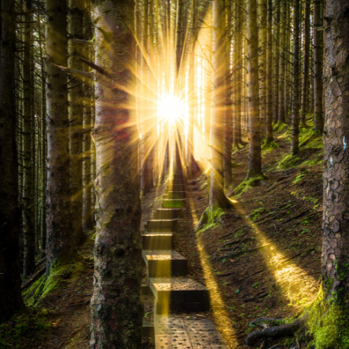 A path in nature with a rising sun in the background, to represent the journey of self-discovery. The sun's rays shining through a break in the trees symbolize the hope of finding something meaningful and the potential of what lies ahead.